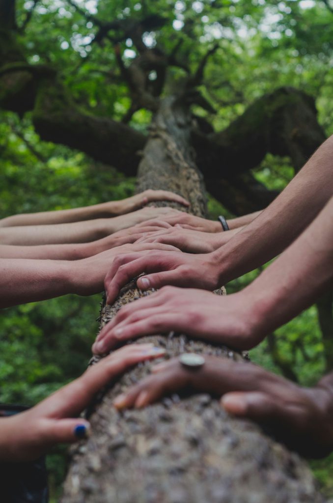 photo of hands on a branch
